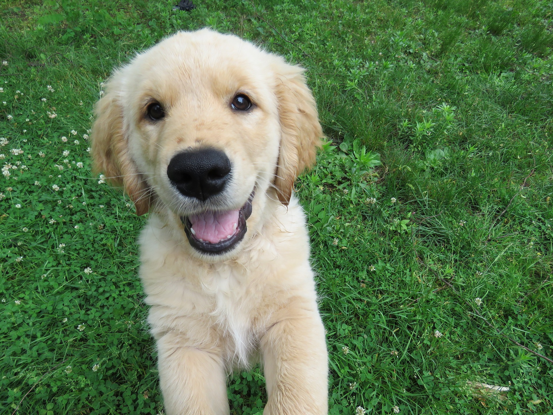 Hund für die Familie