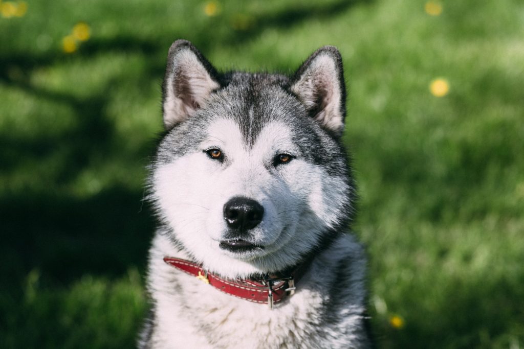 Husky